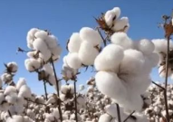 最新棉花价格